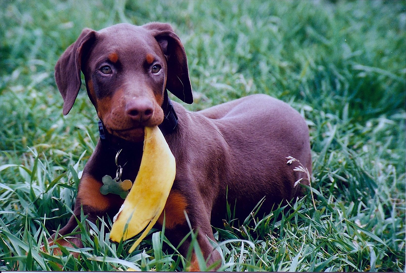 A brown Doberman puppy holding a banana, outdoors in the grass