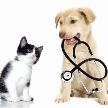 A kitten and a golden puppy with a stethoscope